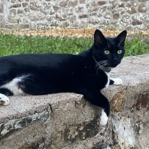 Gustave