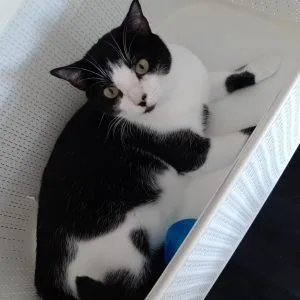 OphĂ©lia
