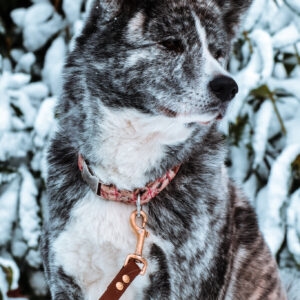 Freyja