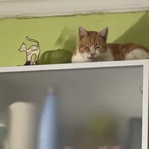 Poupoune