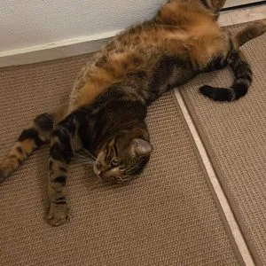 Simba
