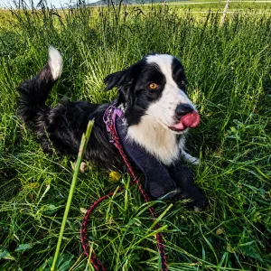Cosmo