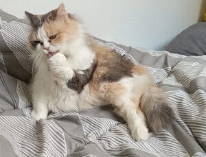 Chatouille