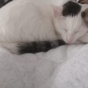 Yuki