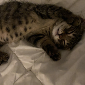 Loki