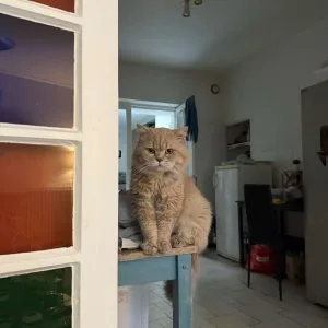 Taz