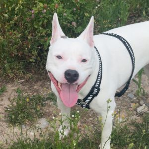 Nala