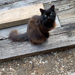 Myrtille