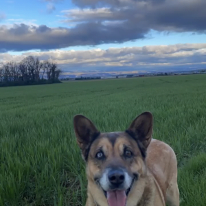 Maya