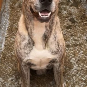 Ulko