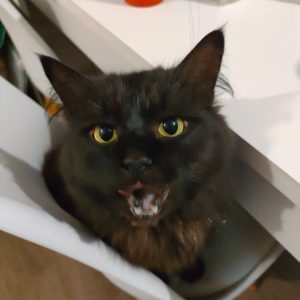 Beerus