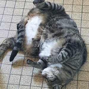 Minouchka