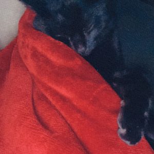 Bagheera