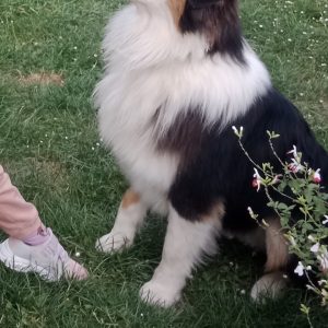 Baloo
