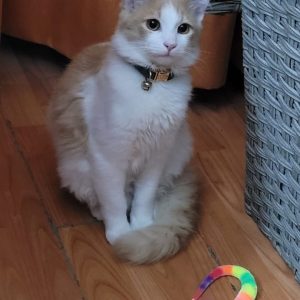 Yoshi