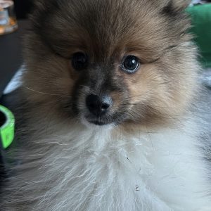 Astro