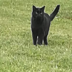 Ninja