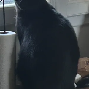 Orphée