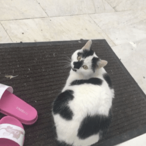Minette