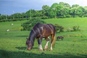 Alimentation des chevaux, poneys, équidés