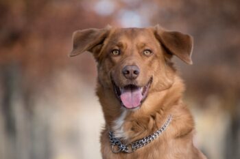 Portrait d'un chien roux