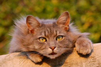 Portratit d'un chat tigré gris aux yeux verts