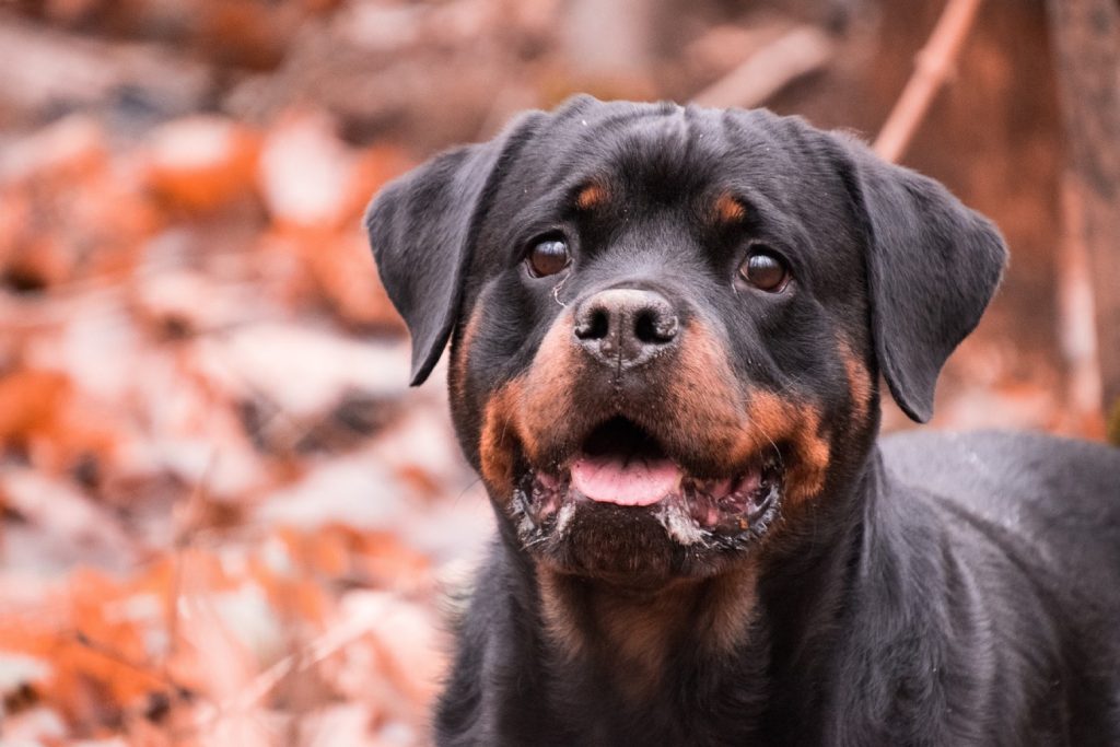 Portrait d'un chien de race Rottweiler