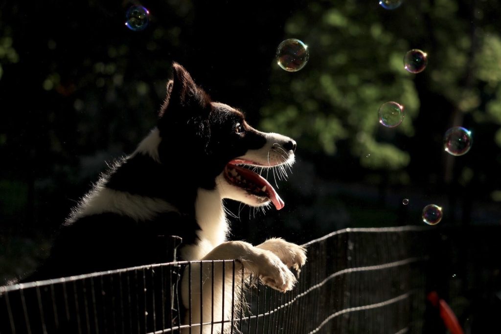 Chien debout sur un grillage observant des bulles s'envolaient