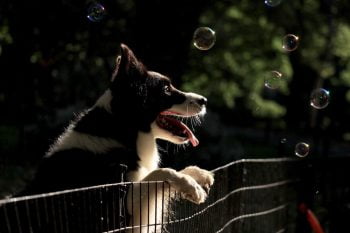 Chien debout sur un grillage observant des bulles s'envolaient
