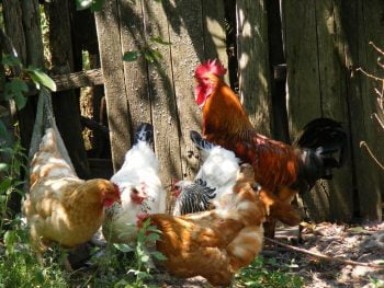 4 poules en compagnie d'un coq