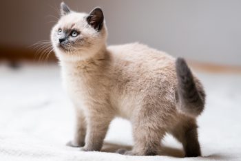 Chaton debout sur un tapis moelleux