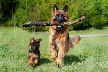 Un chiot et un chien de race Berger Allemand courent dans l'herbe