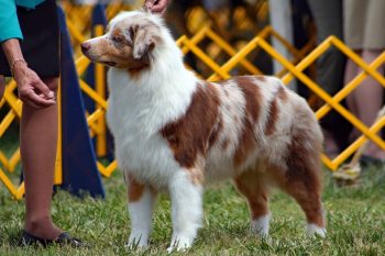 Chien Berger Australien lors d'une exposition canine