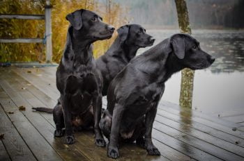 3 chiens noirs de race Labrador assis sur un ponton au bord de l'eau