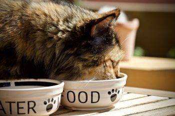 Chat en tran de mangers ses croquettes dans un bol