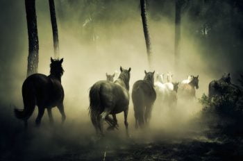 Troupeau de chevaux et poulains dans une pâture