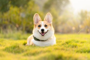 Chien Corgi allongé dans l'herbe