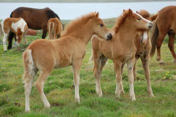 Zoom sur 3 poulains dans leur troupeau dans un pâturage