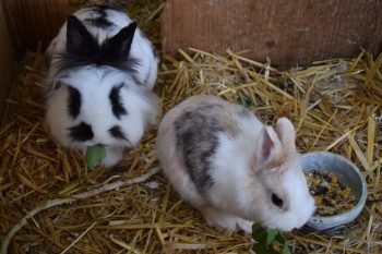 2 lapins nains en train de se nourrir