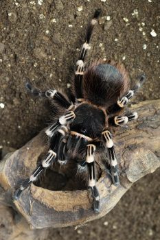 Acanthoscurria Geniculata