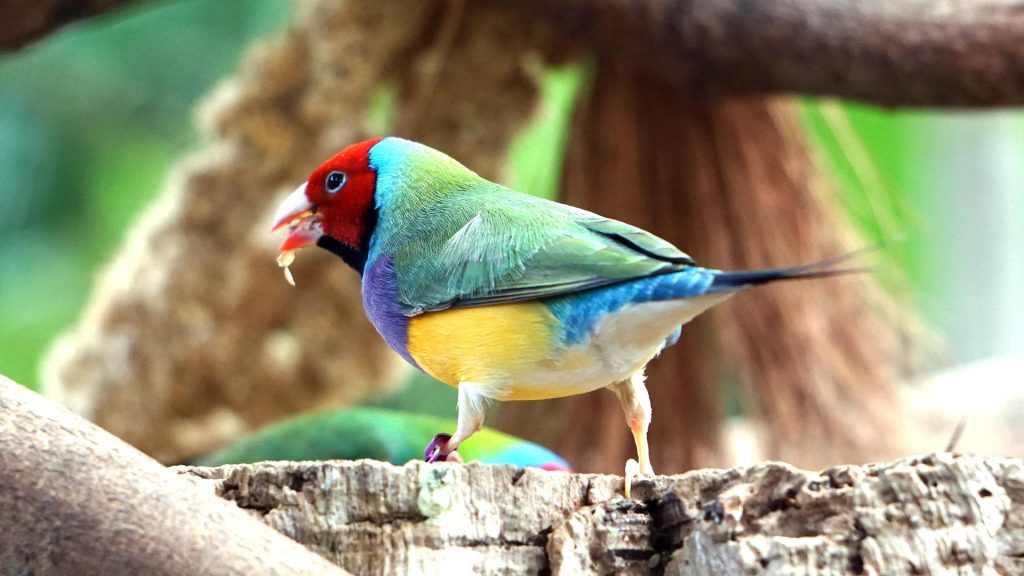 oiseau : Photos d'un Amadine