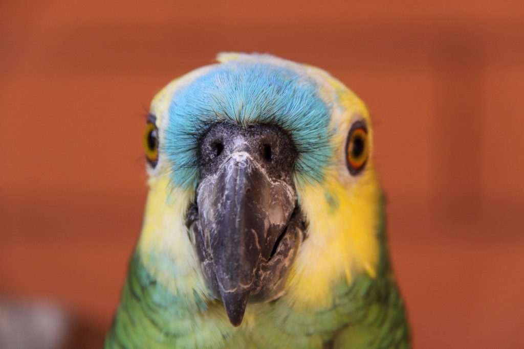 oiseau : Photos d'un Amazone à Front Bleu