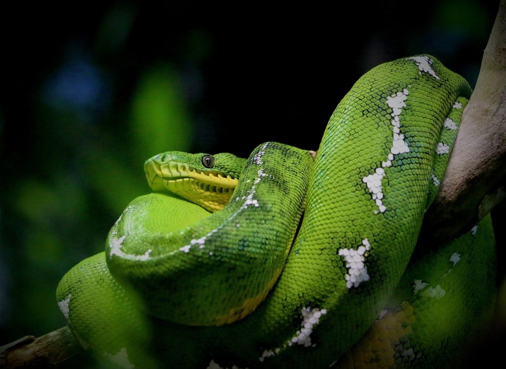 serpent : Photos d'un Anaconda Vert (Eunectes Murinus)