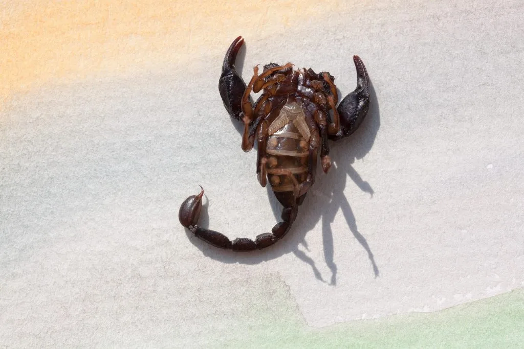 scorpion : Photos d'un Androctonus Australis