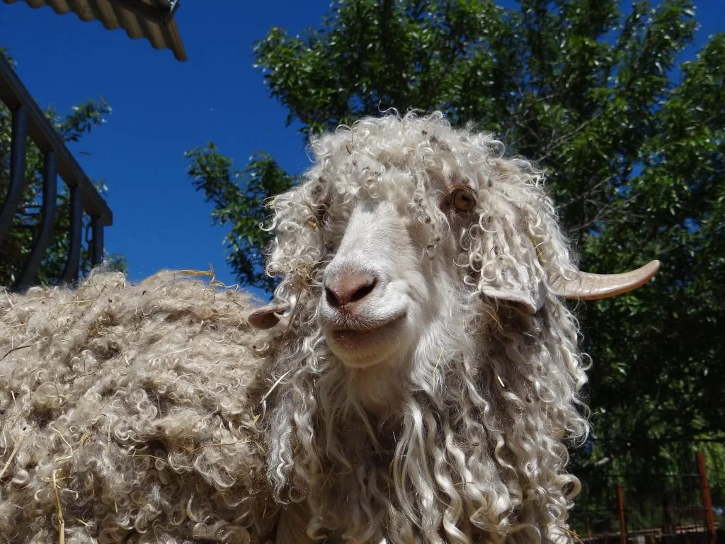 chevre : Photos d'un Angora