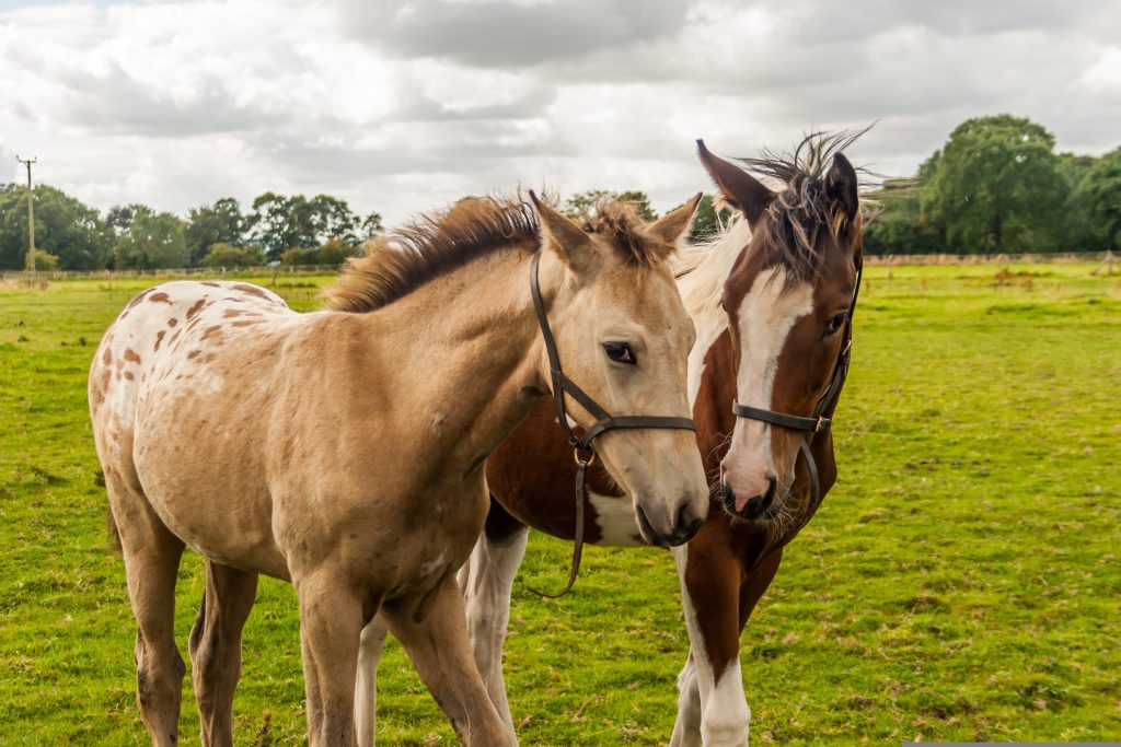 cheval : Photos d'un Appaloosa