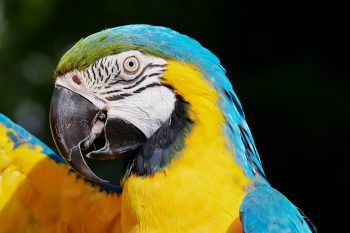 Ara Bleu et Jaune
