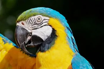 Ara Bleu et Jaune