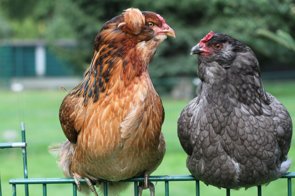 poule : Photos d'un Araucana