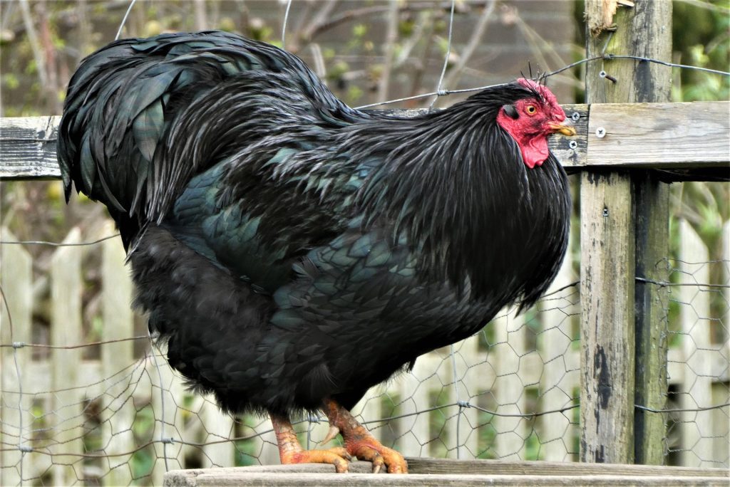 poule : Photos d'un Australorp